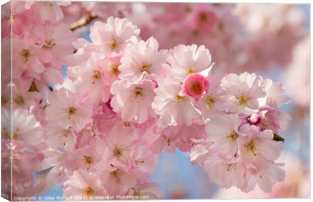 Cherry Blossom Spring Yorkshire Canvas Print by Giles Rocholl