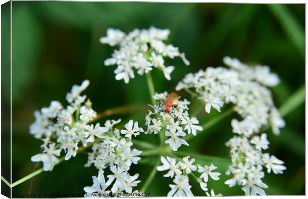 Red soldier beetle on Cow parsley Canvas Print by Virginie Mellot