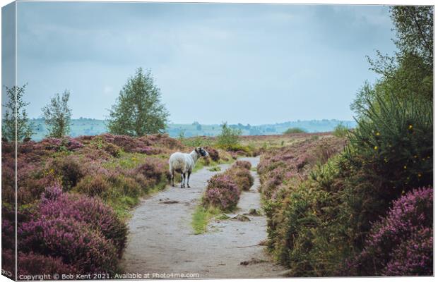 Caution Sheep Crossing Canvas Print by Bob Kent