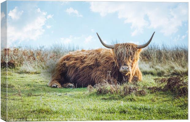 Hairy but Horny Canvas Print by Bob Kent