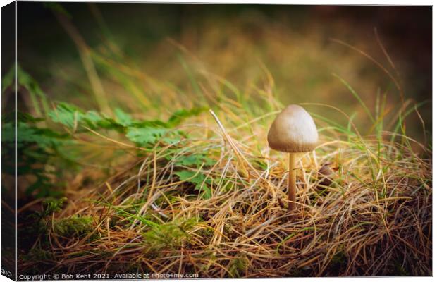 Morning Mushroom Canvas Print by Bob Kent