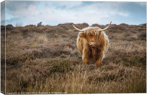 You looking at me. Canvas Print by Bob Kent