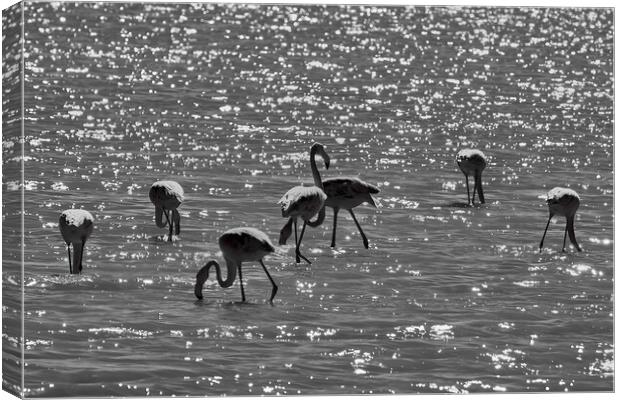 Flamingos under the light Canvas Print by Dimitrios Paterakis