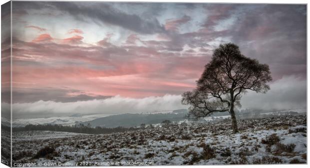 Lone tree on a Winter's morning Canvas Print by Gavin Duxbury