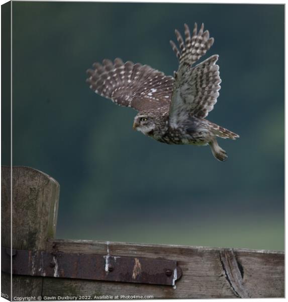 Others Little Owl In Flight Canvas Print by Gavin Duxbury
