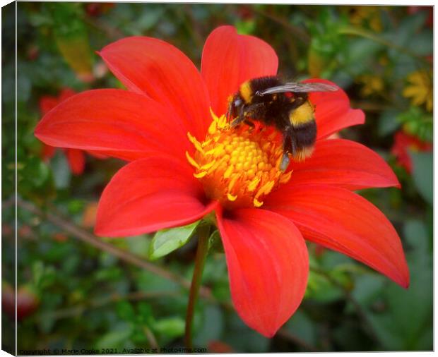 Bee on red flower Canvas Print by Marie Cooke