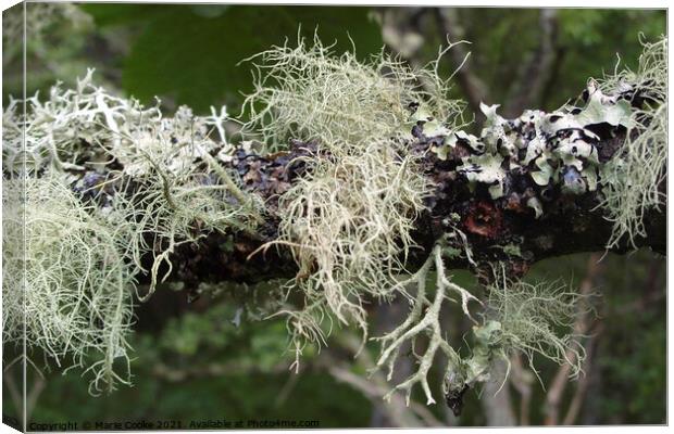 Lichen Canvas Print by Marie Cooke