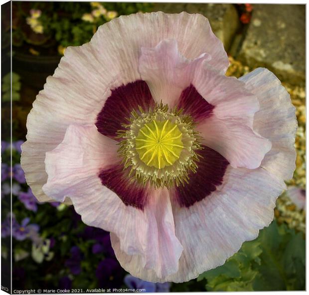 Pastel pink poppy Canvas Print by Marie Cooke