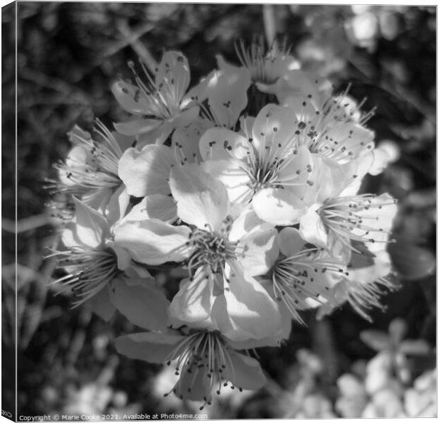 Mono apple blossom Canvas Print by Marie Cooke