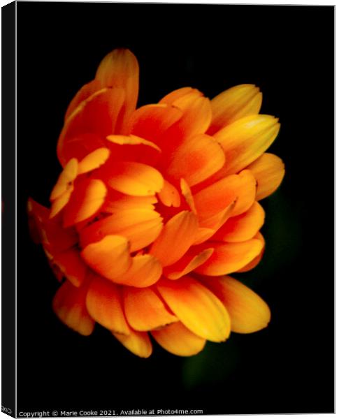 Orange marigold Canvas Print by Marie Cooke