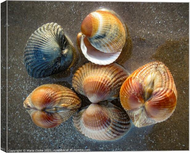 Reflected shells Canvas Print by Marie Cooke
