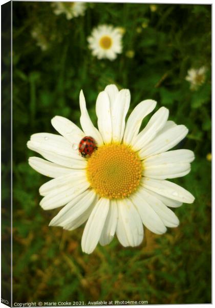 Lady buggin daisy Canvas Print by Marie Cooke
