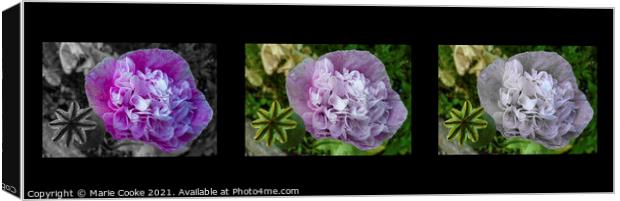 Triple view of a poppy Canvas Print by Marie Cooke