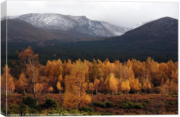 Golden Lairig Ghru - Cairngorm Mountains Canvas Print by Phil Banks