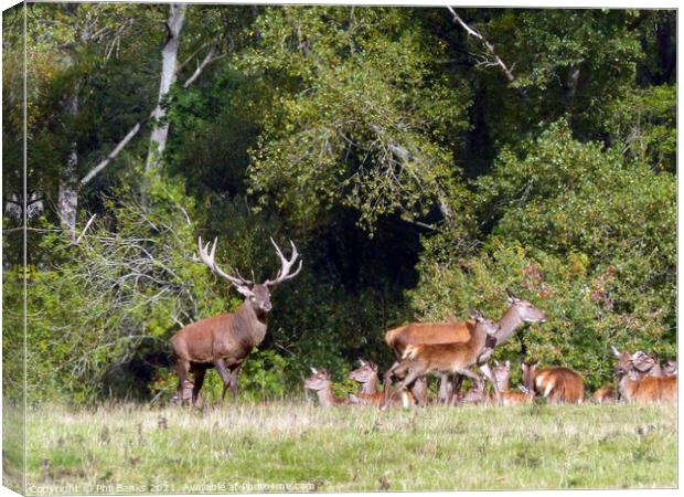 Red deer stag with hinds at woodland edge Canvas Print by Phil Banks