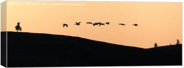 Geese flying over the hill at dusk  Canvas Print by Phil Banks
