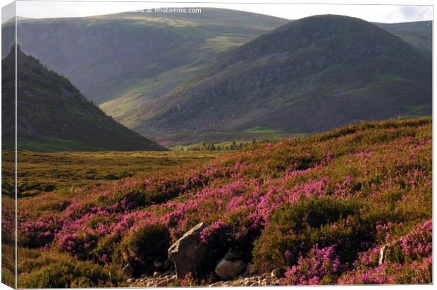 Bell Heather blooming in Glen Clova Canvas Print by Phil Banks