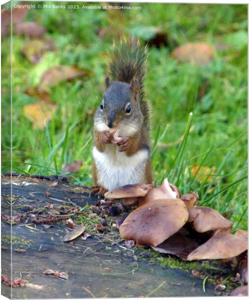 American red squirrel and mushrooms Canvas Print by Phil Banks