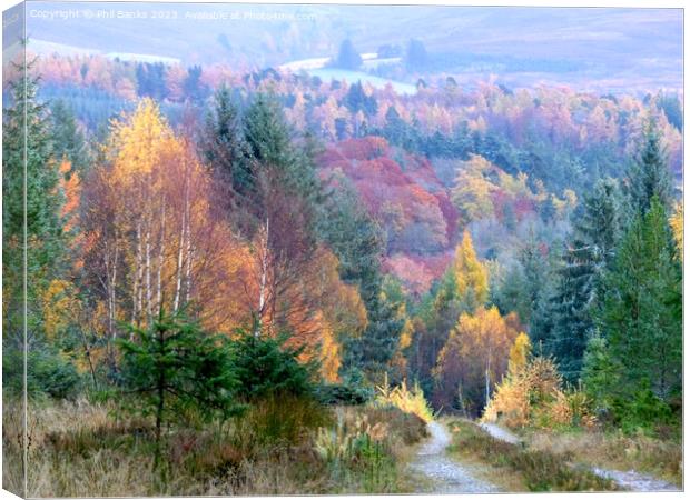 Late autumn palette of colour in the forest Canvas Print by Phil Banks