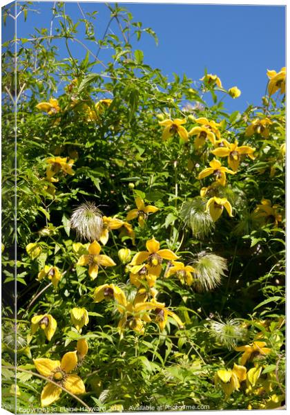 Clematis tangutica seed heads Canvas Print by Elaine Hayward