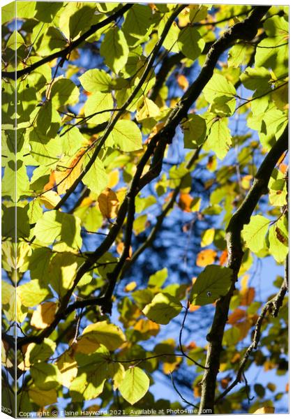 Common beech tree leaves backlit Canvas Print by Elaine Hayward