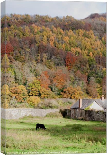 Wye Valley autumn at Tintern Canvas Print by Elaine Hayward