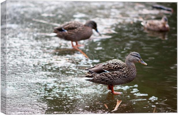 Ducks on a frozen pond Canvas Print by Elaine Hayward