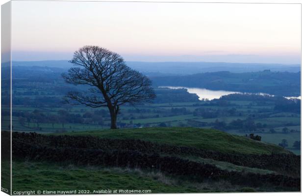 Lone tree in the Roaches  Canvas Print by Elaine Hayward