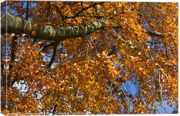 Golden leaves of autumn Canvas Print by Elaine Hayward