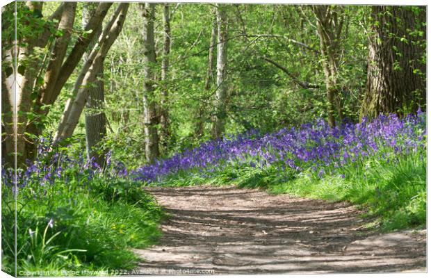 Bluebell path at Hillhouse Wood West Bergholt Canvas Print by Elaine Hayward