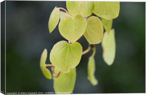 Pendulous katsura tree leaves close up Canvas Print by Elaine Hayward