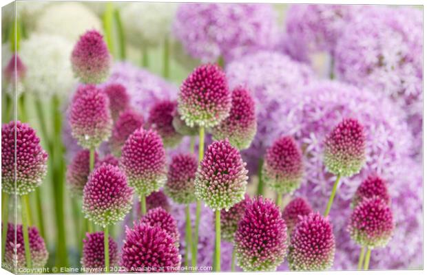 Allium flowerhead turning from green to deep pink Canvas Print by Elaine Hayward