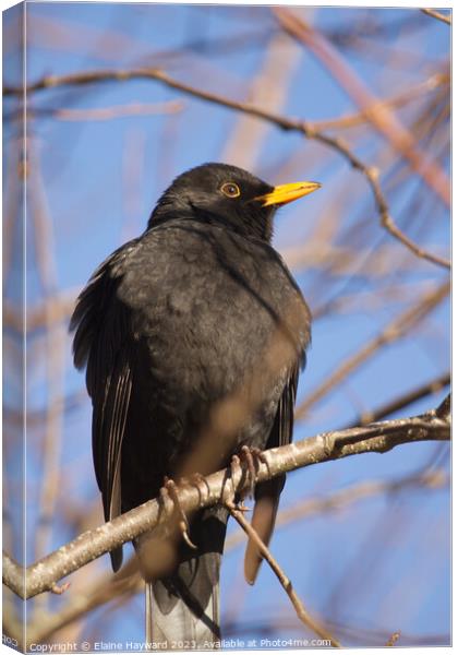 Male blackbird resting on a branch in winter Canvas Print by Elaine Hayward