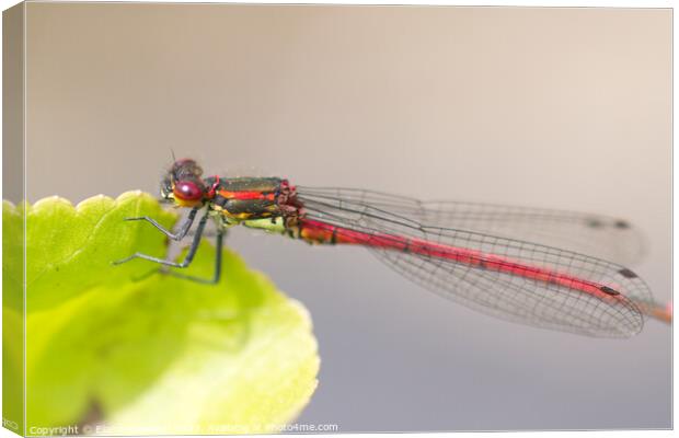 Large Red Damselfly 2 Canvas Print by Elaine Hayward