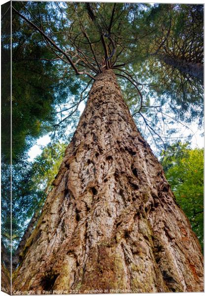Redwood Monster Canvas Print by Paul Pepper