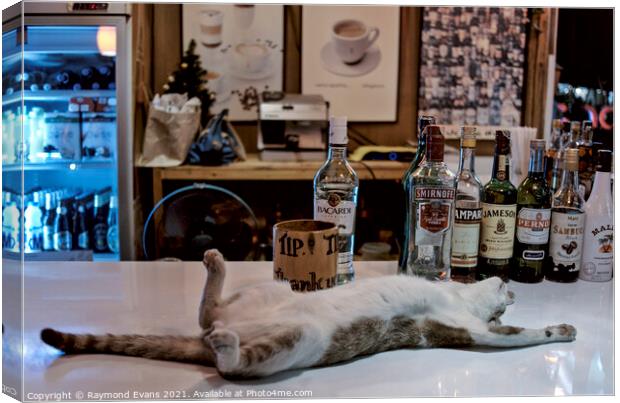 Drunken Cat Canvas Print by Raymond Evans