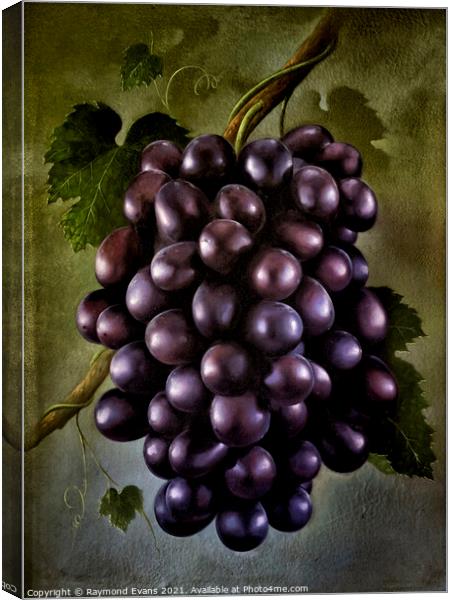 Black grapes Canvas Print by Raymond Evans