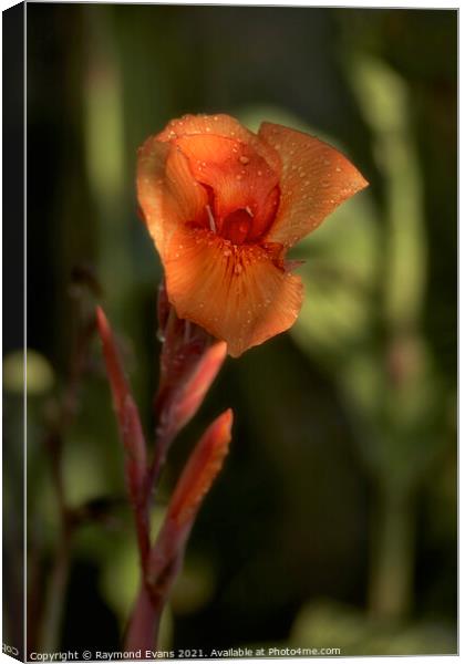 Canna flower Canvas Print by Raymond Evans