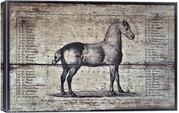 Horse anatomy Canvas Print by Raymond Evans