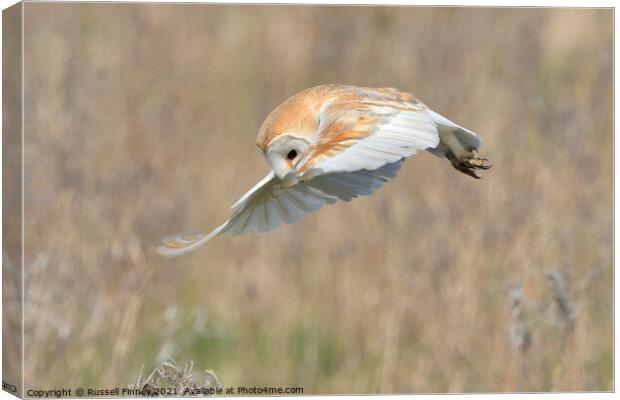 Barn owl (Tyto alba) hovering over prey Canvas Print by Russell Finney