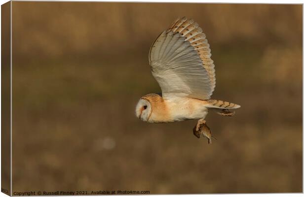 Barn owl (Tyto alba) flying in the golden hour with its prey Canvas Print by Russell Finney