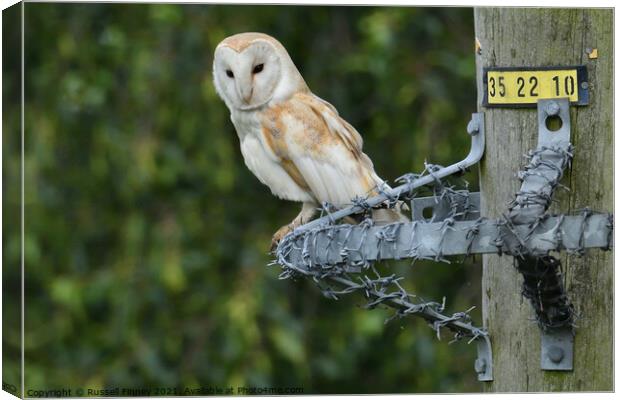 Barn owl (Tyto alba) resting on wire post Canvas Print by Russell Finney