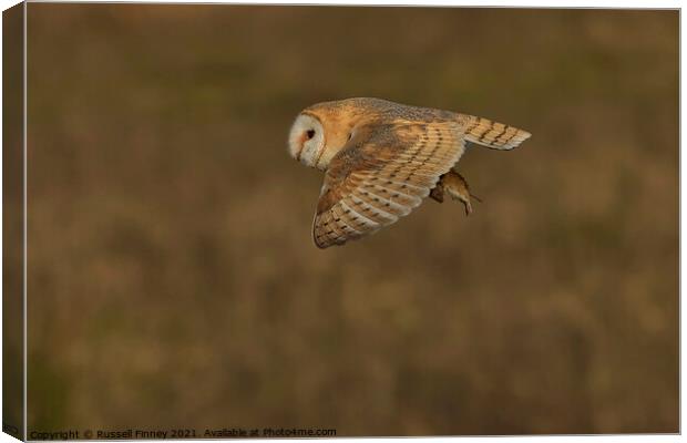 Barn owl (Tyto alba) flying with prey Canvas Print by Russell Finney