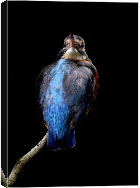 Kingfisher close up on branch Canvas Print by Russell Finney