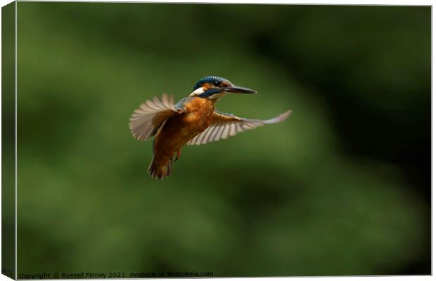 Kingfisher hovering Canvas Print by Russell Finney