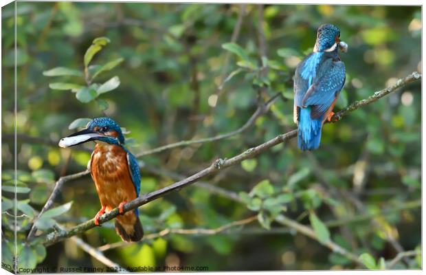 Kingfisher male and female with fish Canvas Print by Russell Finney