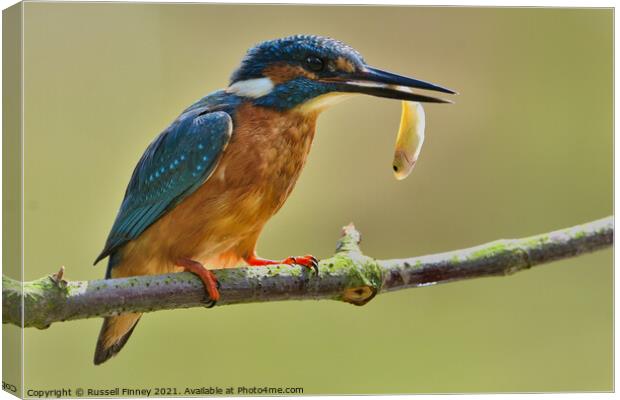 Kingfisher with a fish  Canvas Print by Russell Finney