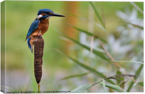 Kingfisher on bull rush Canvas Print by Russell Finney