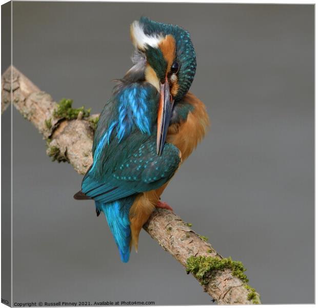 Kingfisher female preening feathers Canvas Print by Russell Finney