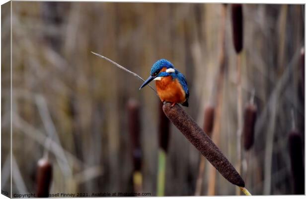Kingfisher on bull rush reed Canvas Print by Russell Finney